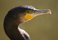 Great cormorant looking Royalty Free Stock Photo