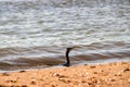 Great cormorant looking for food near Sulina beach Royalty Free Stock Photo