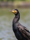 Great cormorant looking Royalty Free Stock Photo