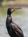 Great cormorant looking Royalty Free Stock Photo