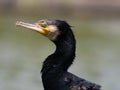 Great cormorant looking Royalty Free Stock Photo