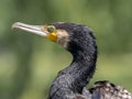 Great cormorant looking Royalty Free Stock Photo