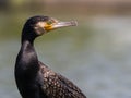 Great cormorant looking Royalty Free Stock Photo