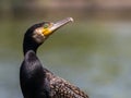 Great cormorant looking Royalty Free Stock Photo