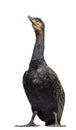 Great Cormorant looking up, Phalacrocorax carbo Royalty Free Stock Photo