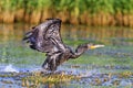 Great cormorant off from water