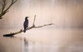 Great cormorant perched on a dry, dead branch extending from a tree in water