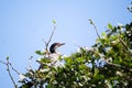 A great cormorant perched on a tree branch