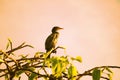 A great cormorant perched on a tree branch at sunset