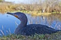 Great Cormorant (Phalacrocorax carbo) Royalty Free Stock Photo