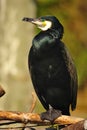 Great Cormorant (Phalacrocorax carbo)