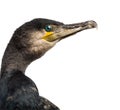 Great Cormorant, Phalacrocorax carbo Royalty Free Stock Photo