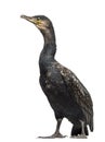 Great Cormorant, Phalacrocorax carbo