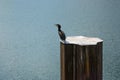 Great cormorant Phalacrocorax carbo, known as black shag, sitting on a metal pillar above a wide water surface, large copy space