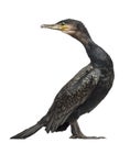 Great Cormorant, Phalacrocorax carbo, also known as the Great Bl Royalty Free Stock Photo