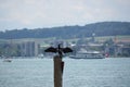 The great cormorant, Phalacrocorax carbo, sitting in wooden stake