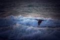 Great cormorant or Phalacrocorax carbo bird flying near the sea waves during sunrise and splashing waves Royalty Free Stock Photo