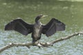 Great cormorant Phalacrocorax carbo Royalty Free Stock Photo