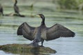 Great cormorant Phalacrocorax carbo