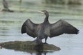 Great cormorant Phalacrocorax carbo Royalty Free Stock Photo