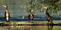 Great cormorant Phalacrocorax carbo