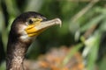 Great cormorant Phalacrocorax carbo