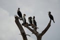 Great cormorant Phalacrocorax carbo black shag large Portrait