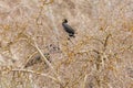 Great cormorant, Phalacrocorax carbo, blocked by branches in treetop in winter, Alqueria de Aznar Royalty Free Stock Photo