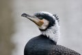 The great cormorant (Phalacrocorax carbo) Royalty Free Stock Photo