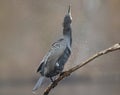 A great cormorant Phalacrocorax carbo drying its wings after a swim at a lake.