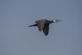 Great Cormorant Phalacrocorax carbo In Flight.