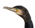 Great Cormorant, Phalacrocorax carbo Royalty Free Stock Photo