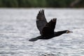 Great Cormorant Phalacrocorax carbo