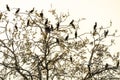 Great cormorant (Phalacrocorax carbo) nesting colony on top of a large tree in spring