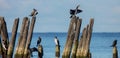 Great Cormorant - Phalacrocorax carbo - resting birds  on autumn migration way Royalty Free Stock Photo