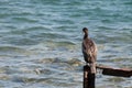 Great cormorant Phalacrocorax carbo resting on a rusty part of a bridge looking down Royalty Free Stock Photo