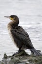 Great Cormorant (Phalacrocorax carbo) on shore Royalty Free Stock Photo