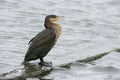 Great cormorant, Phalacrocorax carbo Royalty Free Stock Photo