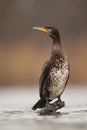 Great Cormorant, Phalacrocorax carbo, sitting on a perch just above water level. Royalty Free Stock Photo