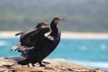 Great Cormorant (Phalacrocorax carbo) Royalty Free Stock Photo