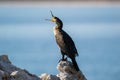 Great cormorant Phalacrocorax carbo sitting on a rock with an opened beak