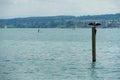 Great Cormorant, Phalacrocorax carbo, with spread wings sitting on a wooden pile at lower lake Constance.