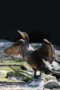 Great cormorant or Phalacrocorax Royalty Free Stock Photo