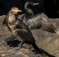 Great cormorant ( phalacrocorax carbo )tangled in fishing tackle. Royalty Free Stock Photo
