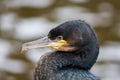 Great cormorant Royalty Free Stock Photo