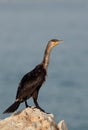 Great Cormorant resting on limestone rock