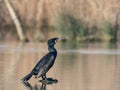 Great cormorant resting on a small stone Royalty Free Stock Photo