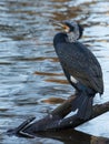 The Great Cormorant