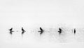 5 Great Cormorant sitting in a row Royalty Free Stock Photo