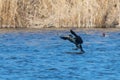 Great Cormorant spreading his wings on water